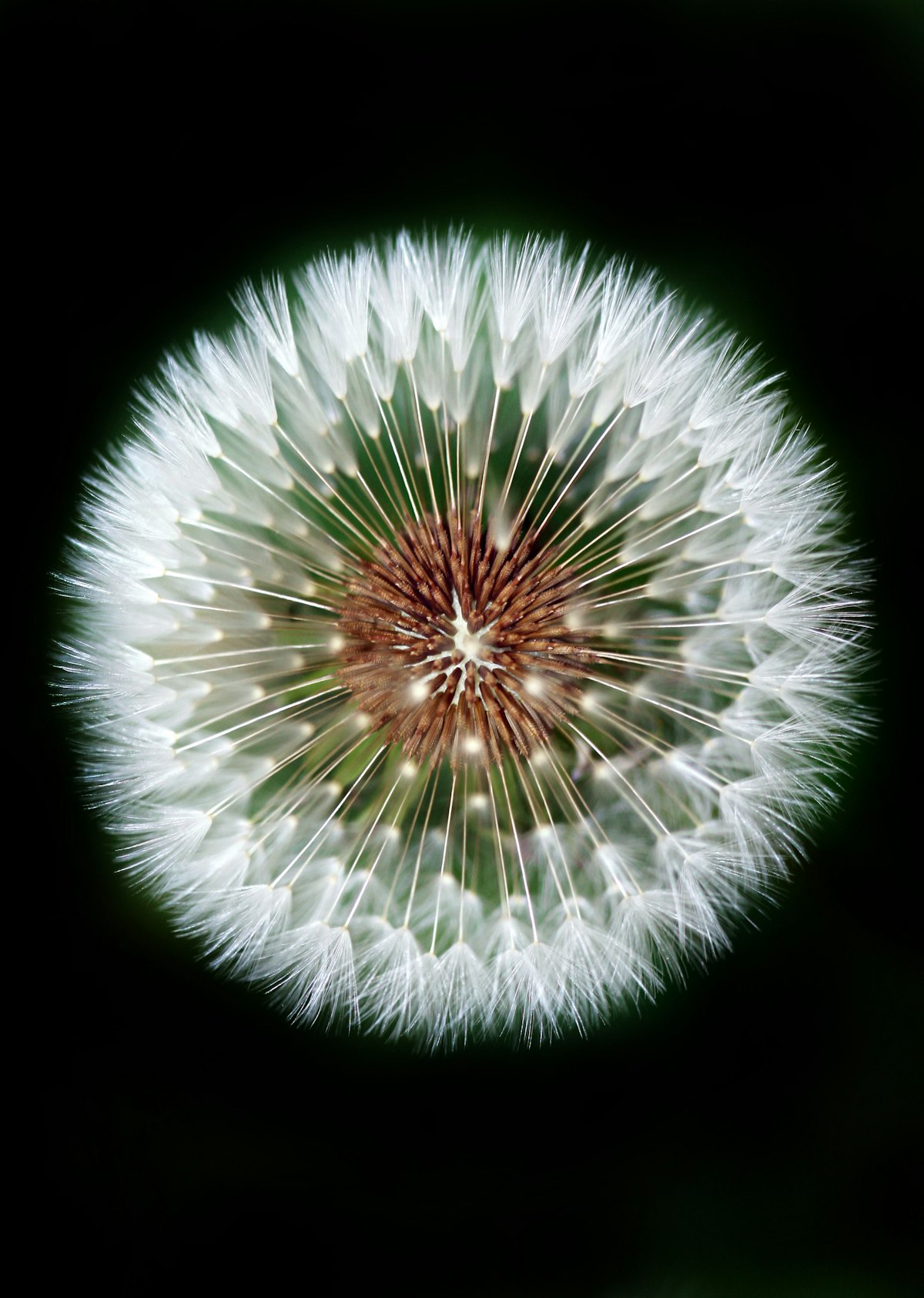 A dandelion seed head, perfectly round, against black