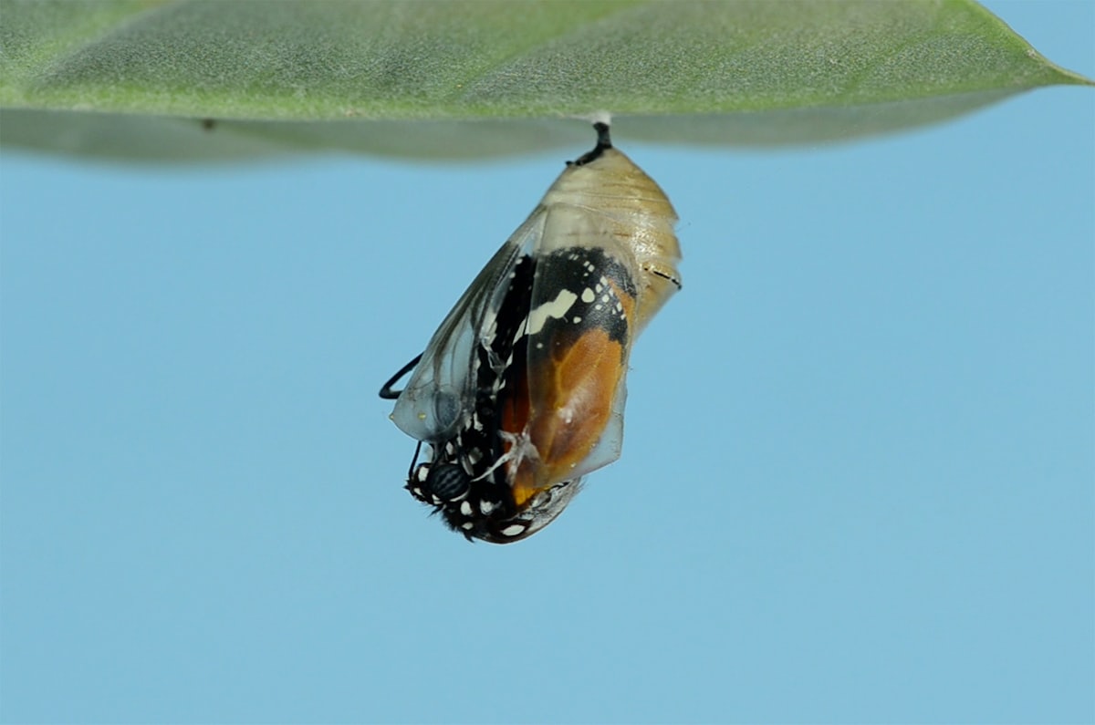 A butterfly easing out of its chrysalis beneath a leaf